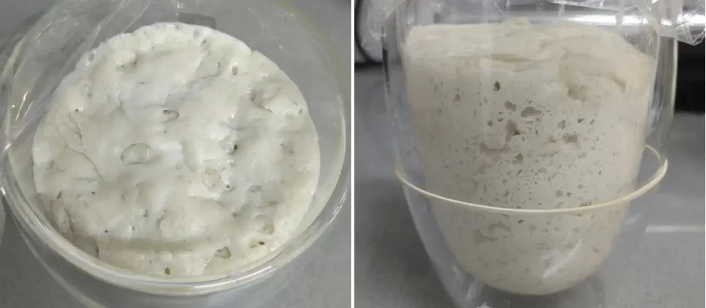 A ripe sponge preferment