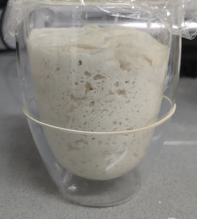 A picture of a ripe sponge preferment
