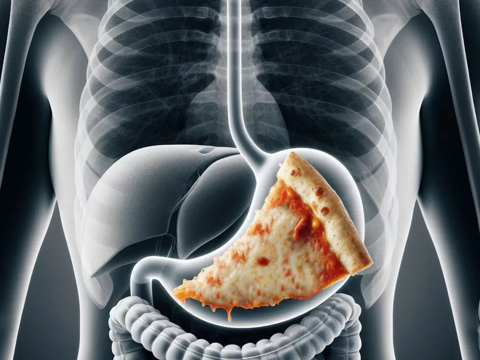 Pizza digested in the stomach