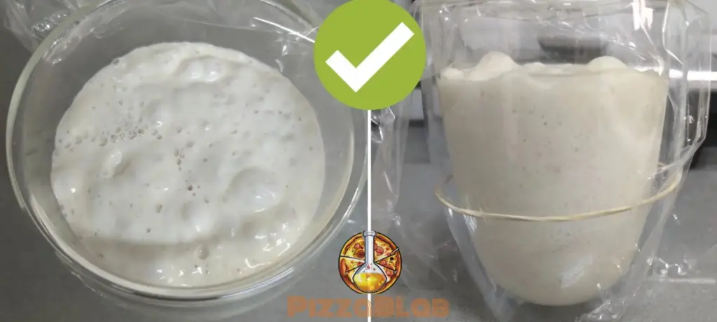 A picture of a ripe poolish preferment