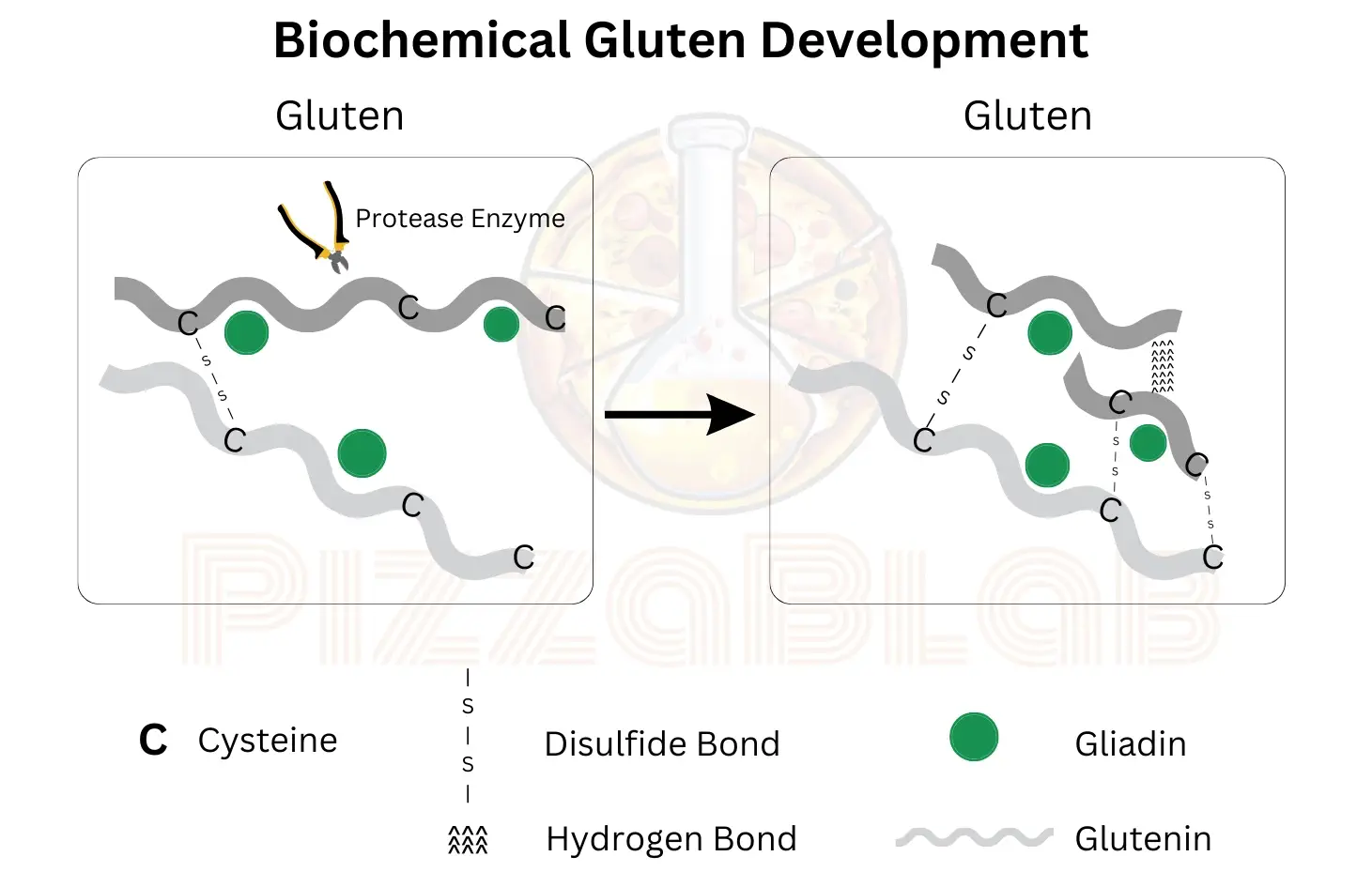 An illustration of biochemical gluten development