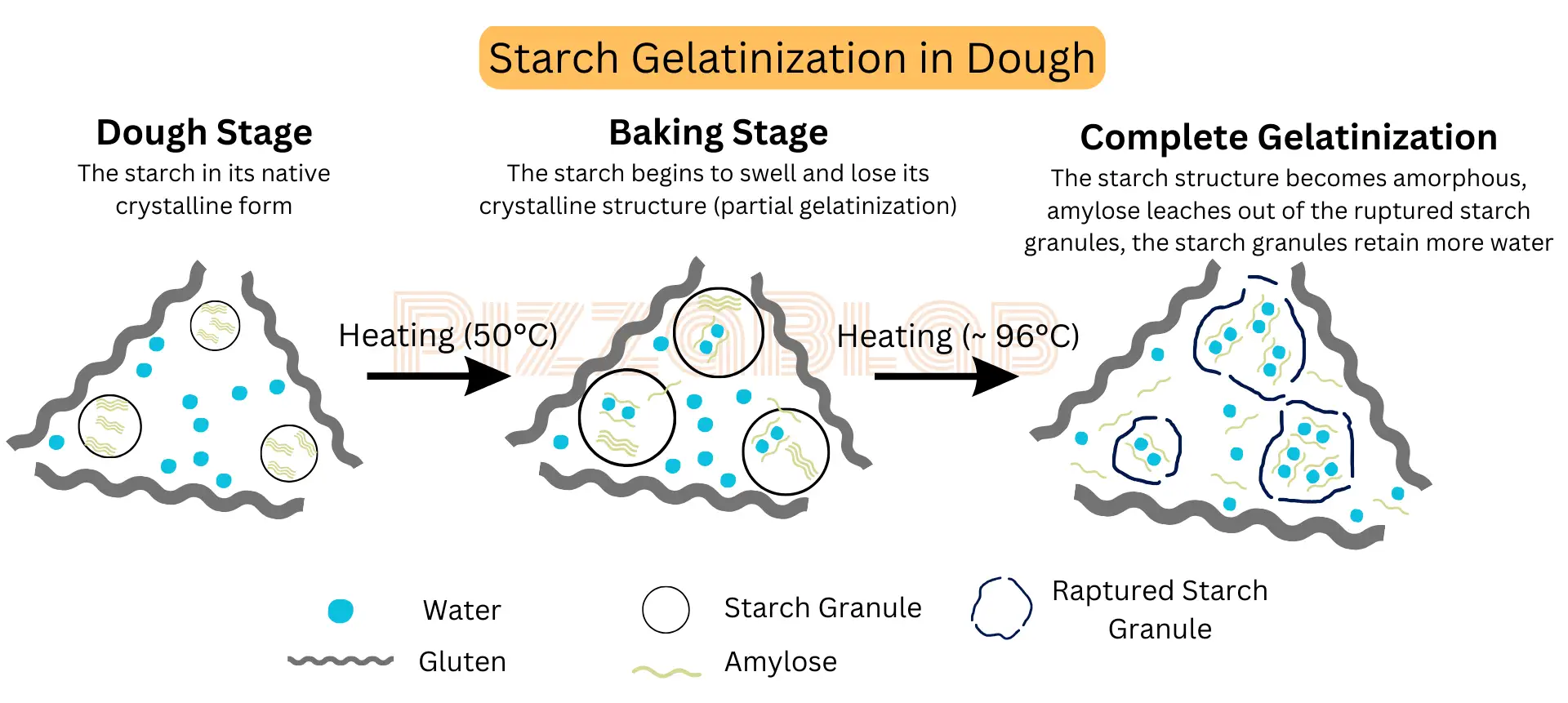 A Simplified Illustration of the Starch Gelatinization Process in Dough